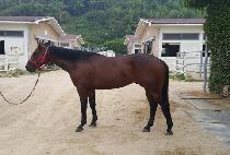 ��������Ʈ (MAGIC POINT) ����