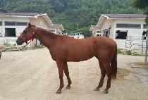 ��������� (GOLD PRINTING) ����