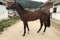 �ޱ� (DALGU) ����