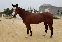 �������� (JEONGSANG TONGIL) ����