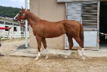 �ڸ��Ƶ巡�� (KOREA DRAGON) ����