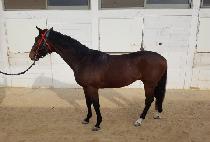 �׷���Ʈ�Ƴ� (GREAT HONOR) ����