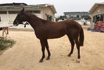 �Ļ� (PASHA) ����