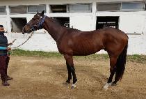 ���� (EUSSEUK) ����