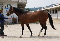 ���������� (MALIBU GINGER) ����