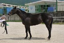 �ٺ񽺻��� (BOBBYS SOUND) ����