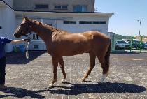 �������� (HEAD TO HEAD) ����