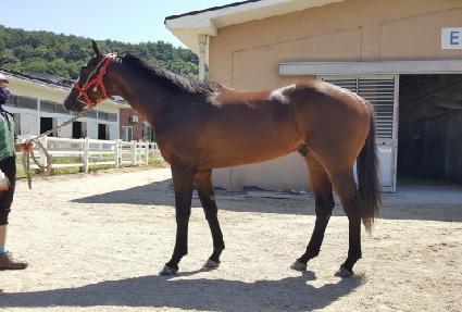 ŷ����۷θ� ����