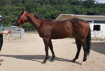 ���̴Ͻ�Ʈ������ ����