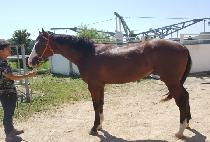 BLUE CHIPPER picture