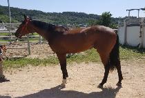 ��ũ������Ƽ�� (SECRET DESTINY) ����