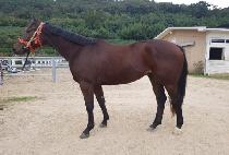 Ÿ��Ʋ��ġ (TITLE MATCH) ����