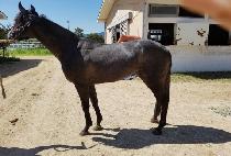 ��Ʈ�վ����� (STRONG AS WOOD) ����