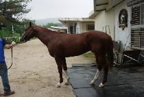 �ö��׺��� (FLYING BOSS) ����