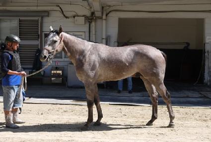 �̱۽��׸����� ����