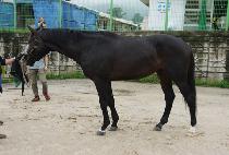 ��ũ��Ʋ�� (DARK GENTLEMAN) ����