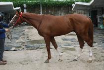 Ȳ���ǹ� (HWANGGEUMUI BAL) ����