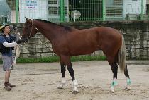 �ް������� (MEGALIOS) ����