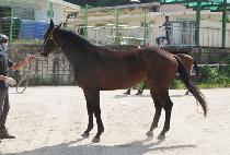 ���ۻ轺 (SUPER SOCKS) ����