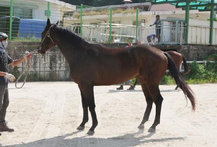 ���ۻ轺 ����