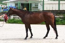 ���ǵ����� (SPEED JOY) ����