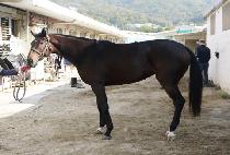 �����Ǵ��� (YEONGGWANGUI DANCE) ����