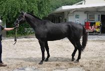 ���̷����Ϸ� (GYRO PILOT) ����