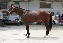 ���ǵ��ũ (SPEED SHOCK) ����