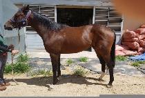 ����ŷ���� (AWESOME KING IJI) ����