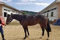 �Ƹ޸�ĭ���� (AMERICAN JAZZ) ����