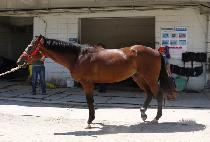 ����ŸƮ (SUN START) ����