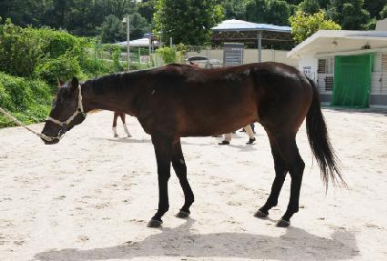 �ٺ�Ű ����