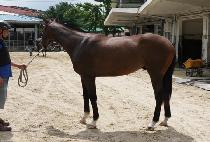 ���ʰ�� (WINNER GOLD) ����