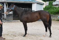 �ӴϺ����̵� (MONEY BLADE) ����