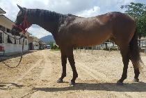 �����ǿ��� (CUBAUI YEOLJEONG) ����