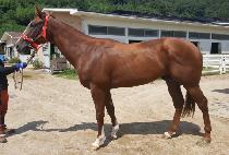 ŷ���꺸�� (KING OF BOSS) ����