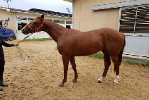 ũ�Ҹ��� (CHROME MAGIC) ����