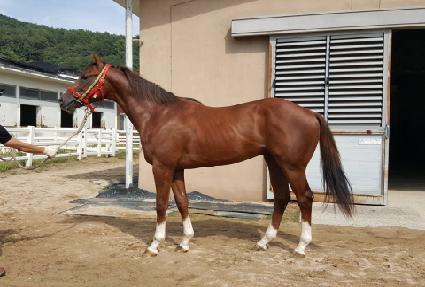 ���̾��ھ� ����