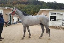 �����¡Ÿ�� (AMAZING TAPIT) ����