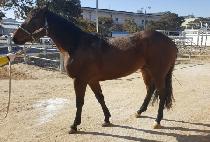 ���������� (JIGURYEOK PALPAL) ����