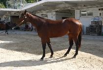 �����ø��� (REVELSIMMARD) ����