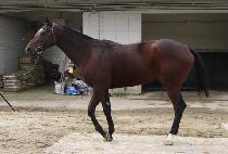 ������̳׽� (NOBLE HIGHNESS) ����