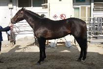 ����Ŭ�� (DONGHAE CLUB) ����