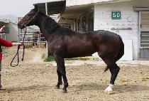 ŷ���� (KING PRO) ����