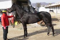 ���̳ο����� (FINAL ESSENCE) ����