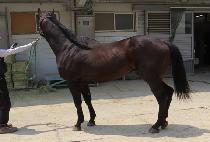 ����Ʈ���� (BEST GUNJU) ����