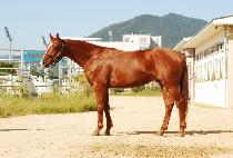 SMART PRINCE picture