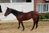 ��׽������� (HENNESSY PRIME) ����