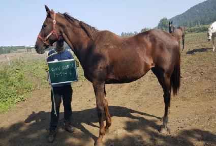 ���Ｑ���� ����