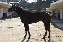 ��������� (HINES RULES) ����